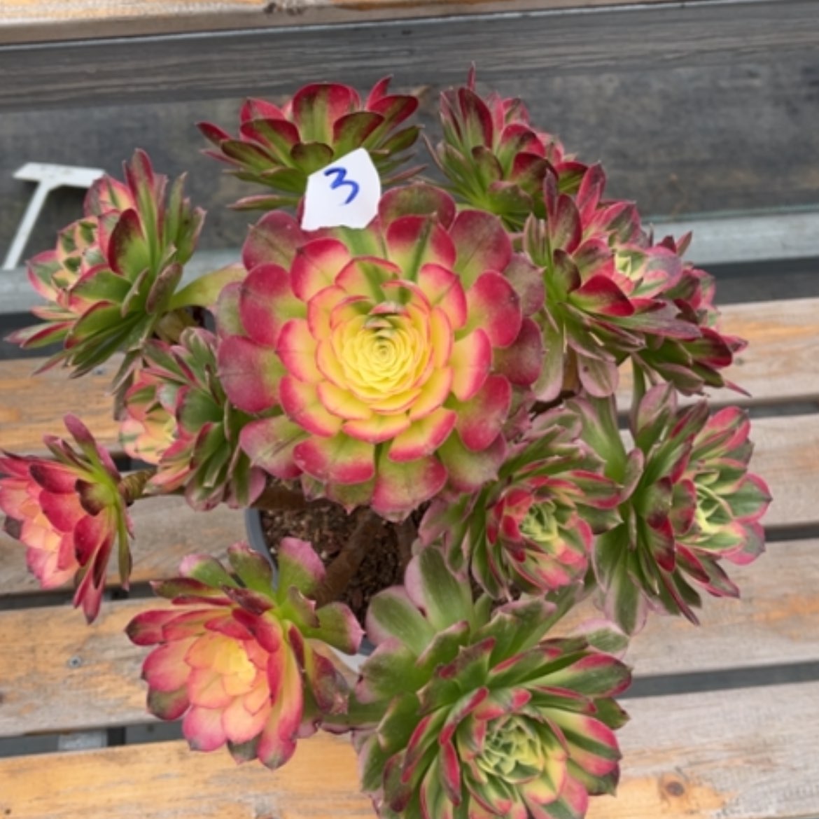 【闪购商品】3海王多肉法师