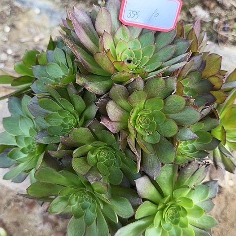 多肉植物红魔355号