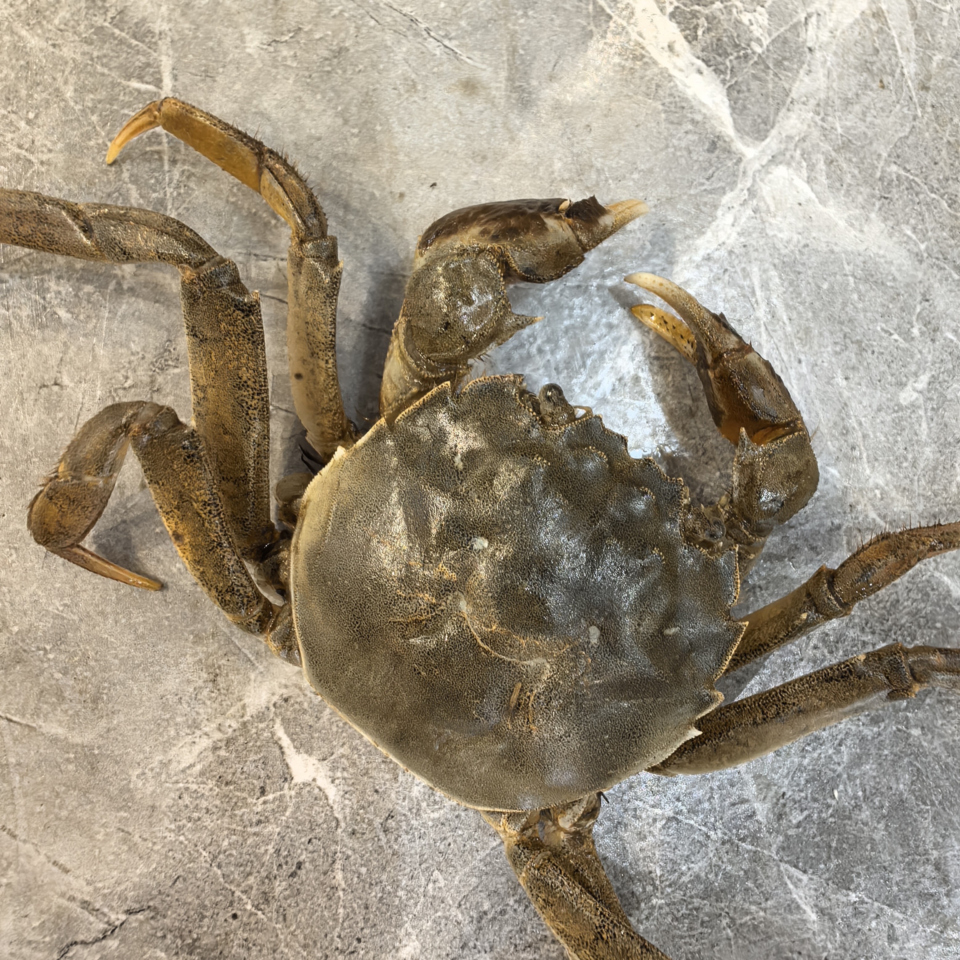 精品海鲜六月黄，油香黄多