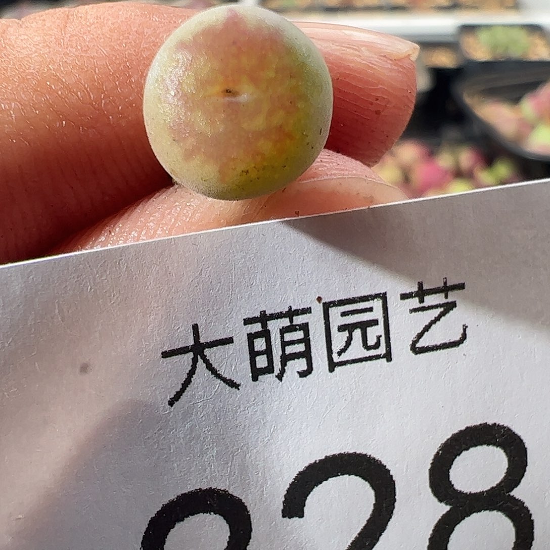 一物一拍。      828