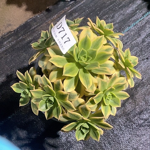 717星爆多肉发货叶片有黑斑