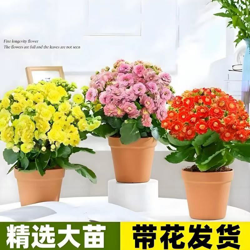 处理苗，三颗三色带盆