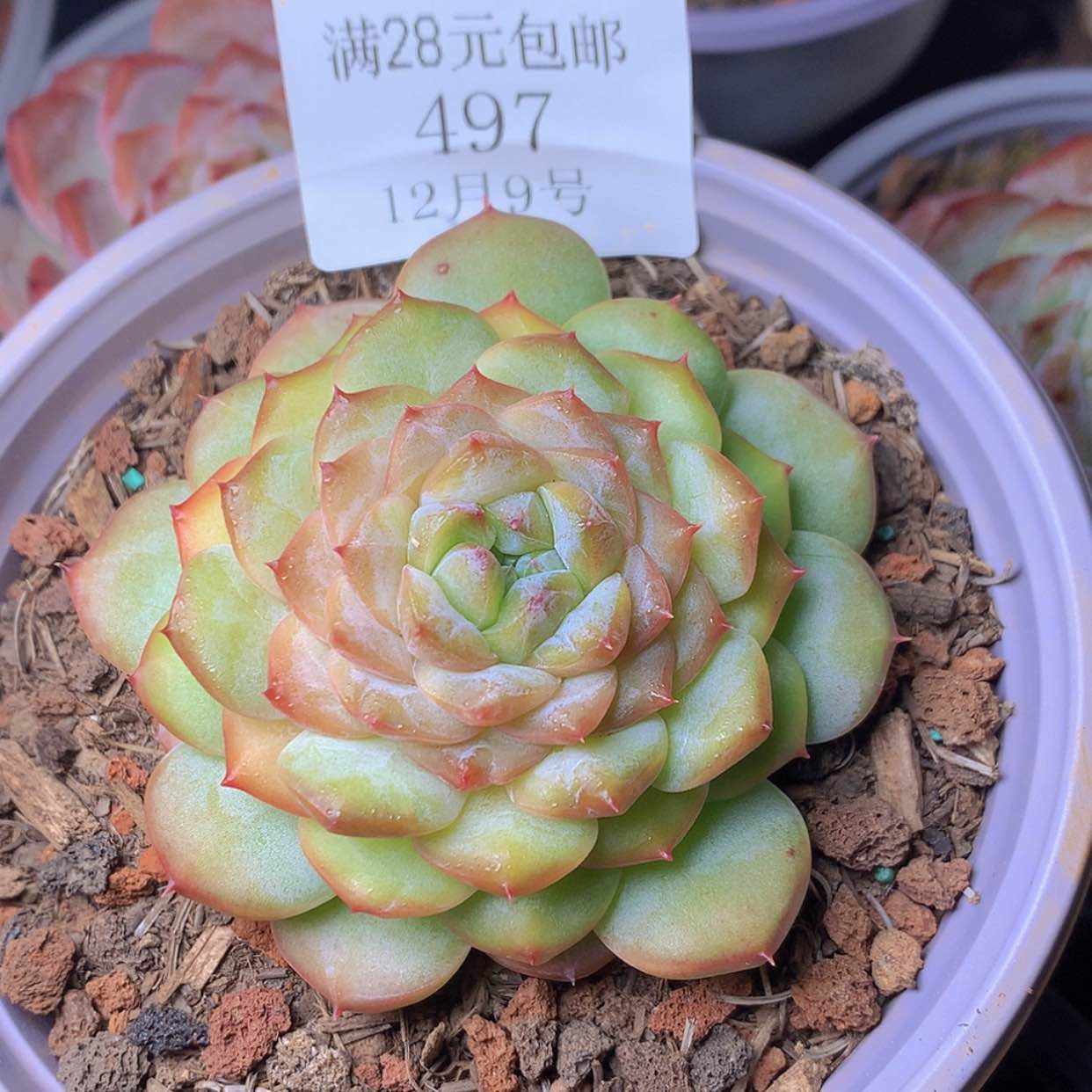 【闪购商品】云497号