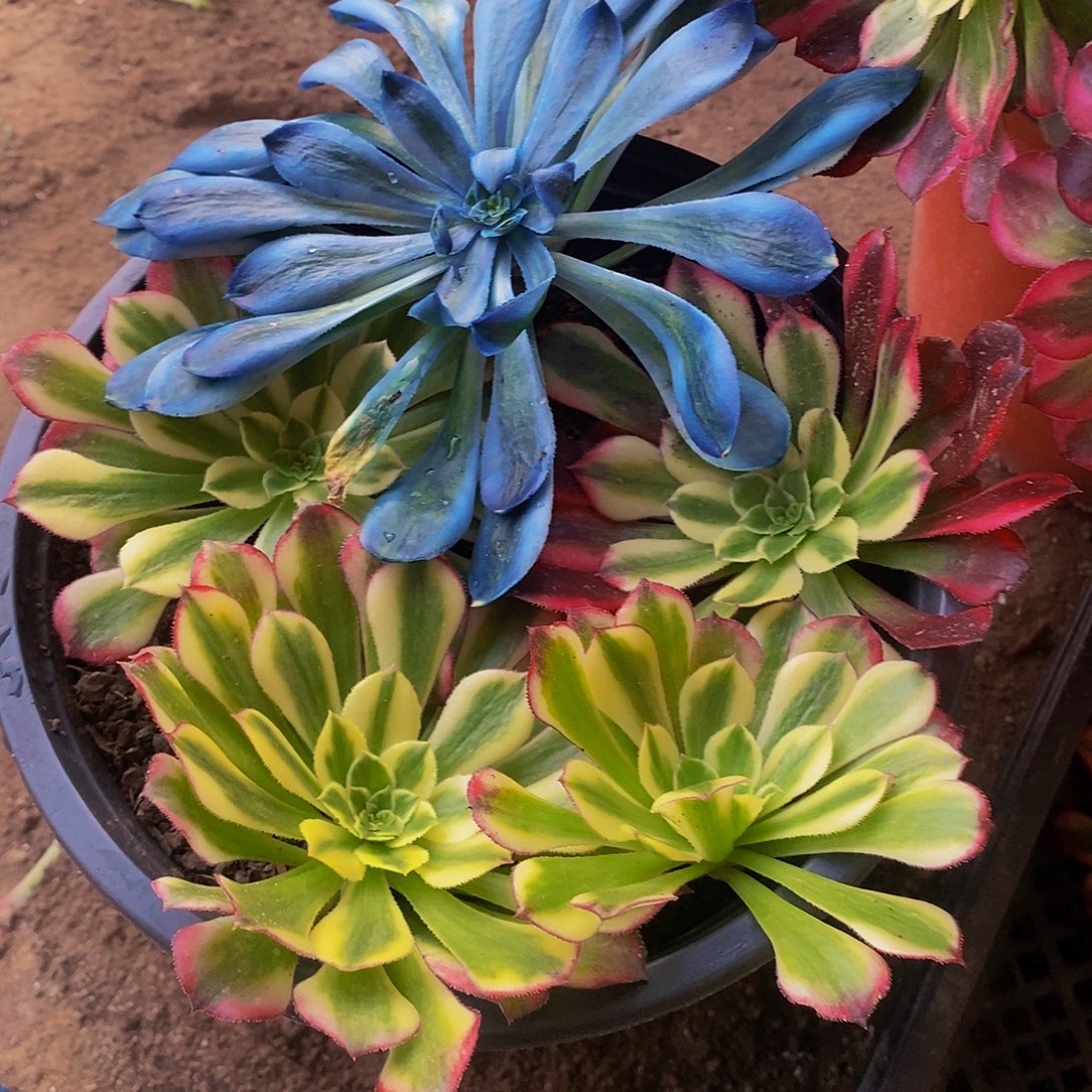 法师新品砍头苗6棵