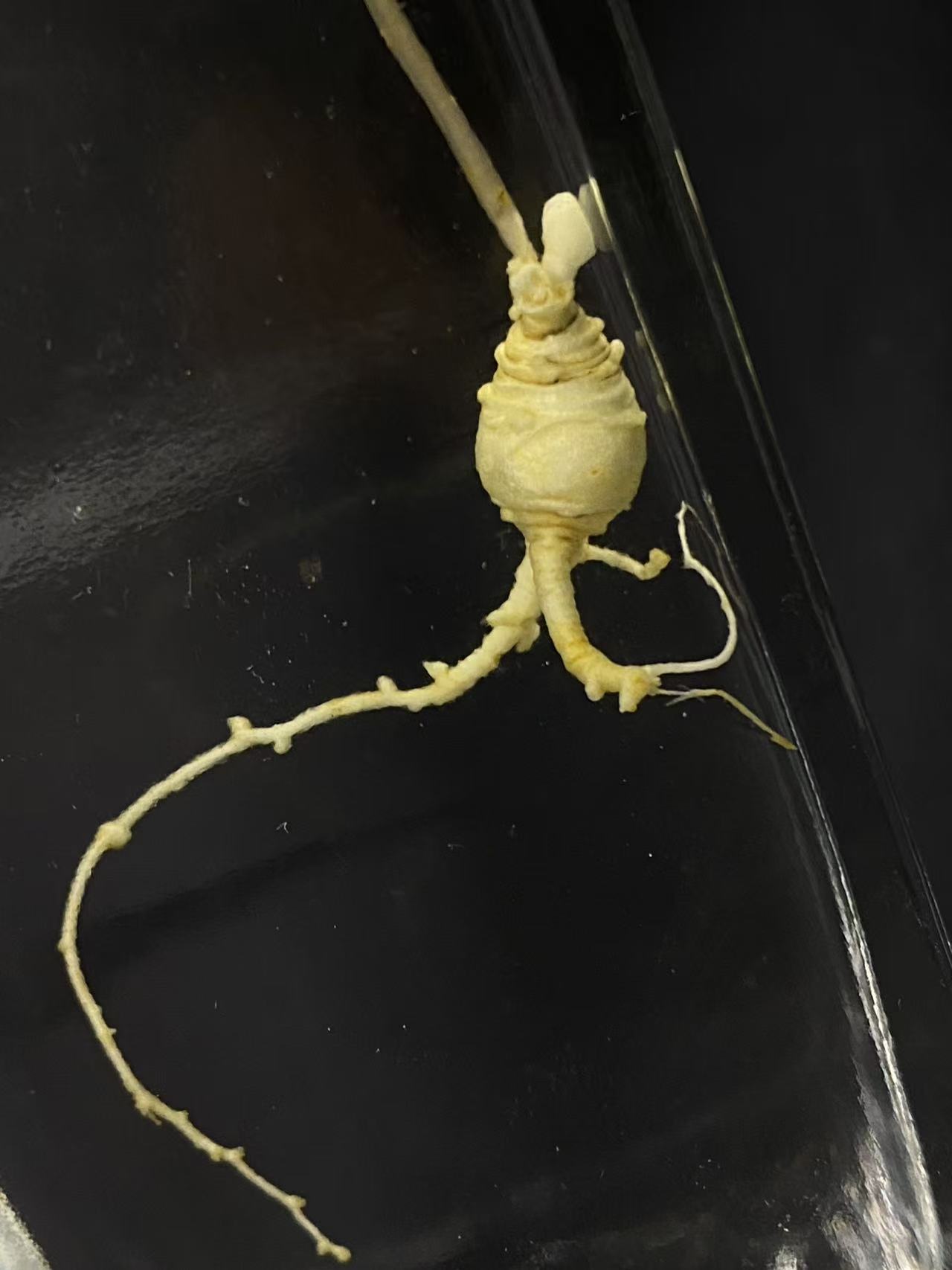 东北特产长白山林下鲜参现场选货足龄好货