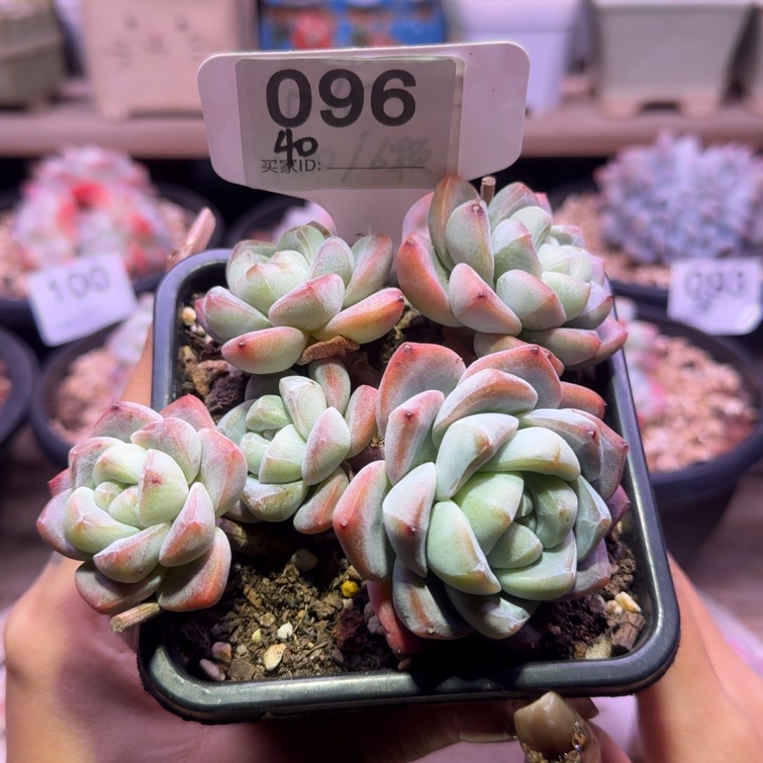 096/冰玉群生5头