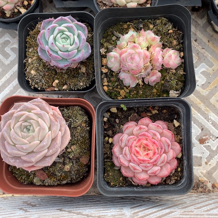 精控多肉一物一拍