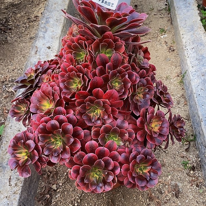 多肉植物美杜莎443多肉