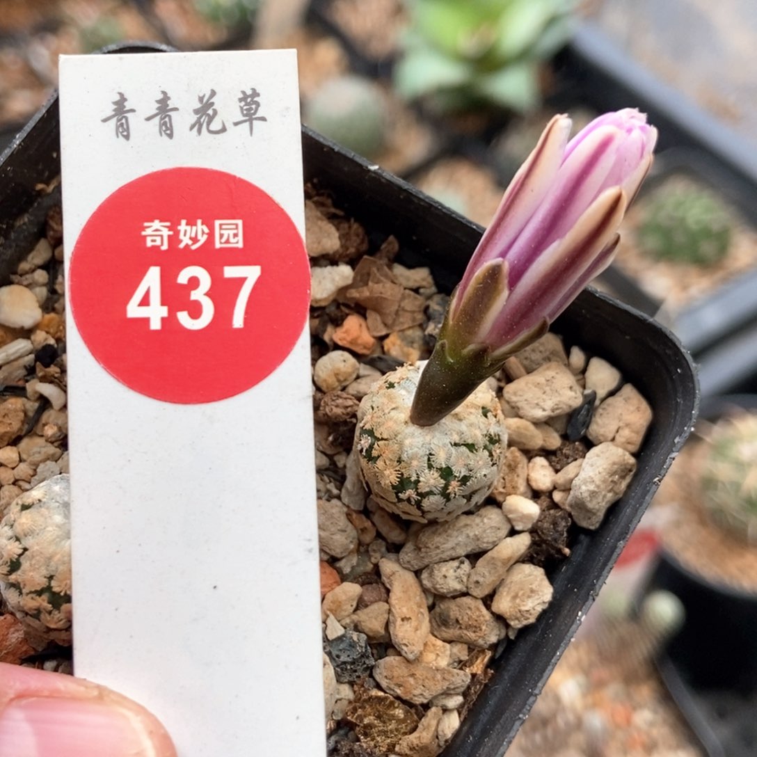 红花蔷薇丸一颗仙人球