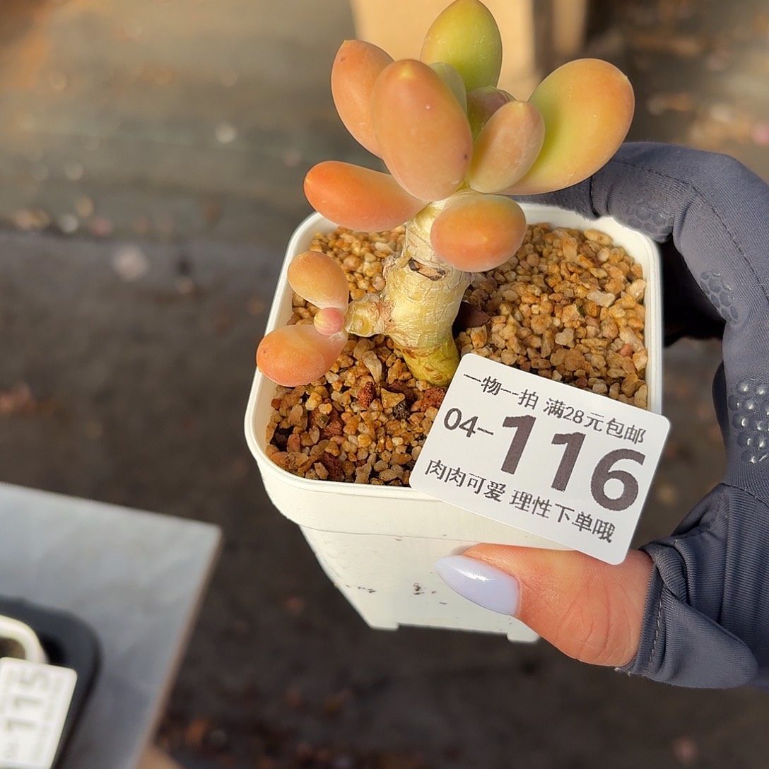 金蝉无盆土发货无