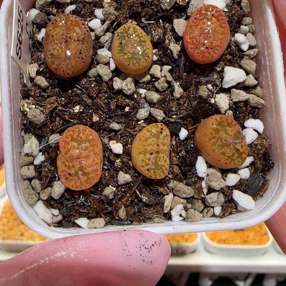 肉锥多肉植物百科-鸟哈尼一盆1231