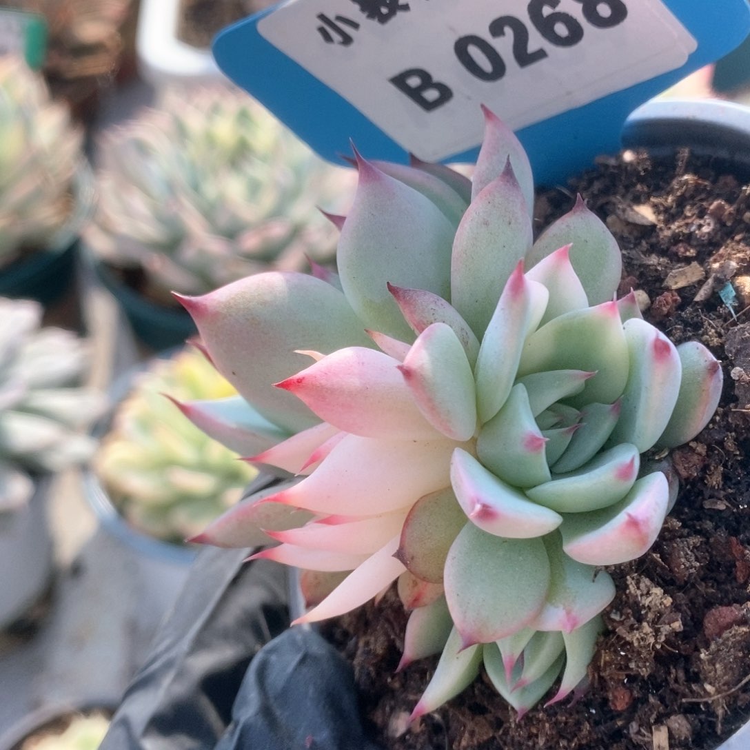 268锦锦锦锦锦锦锦