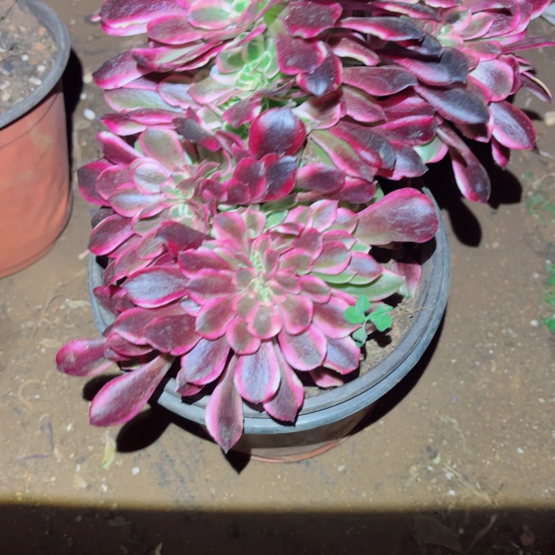 多肉植物333美杜莎