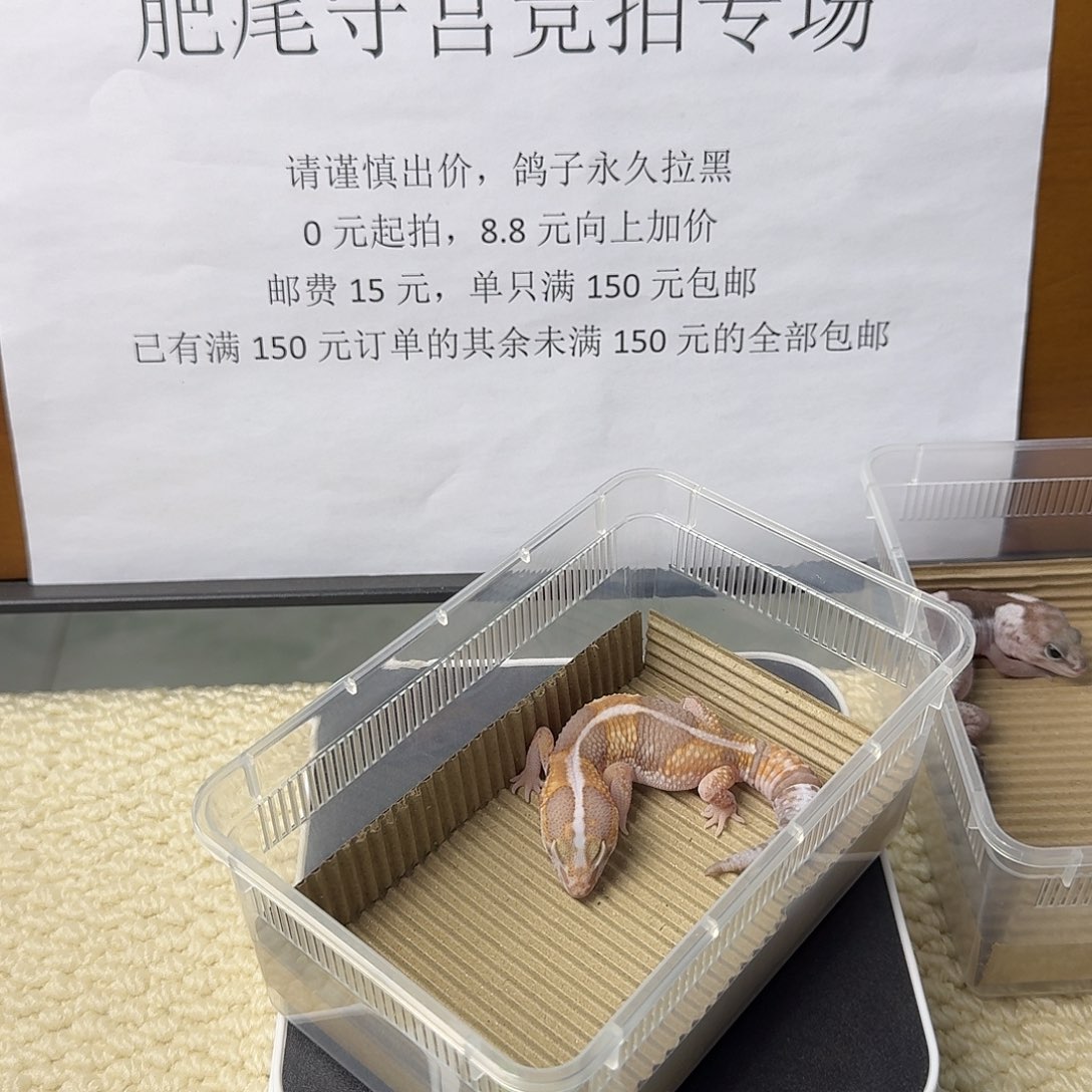 肥尾守宫直线奶橘 妹妹