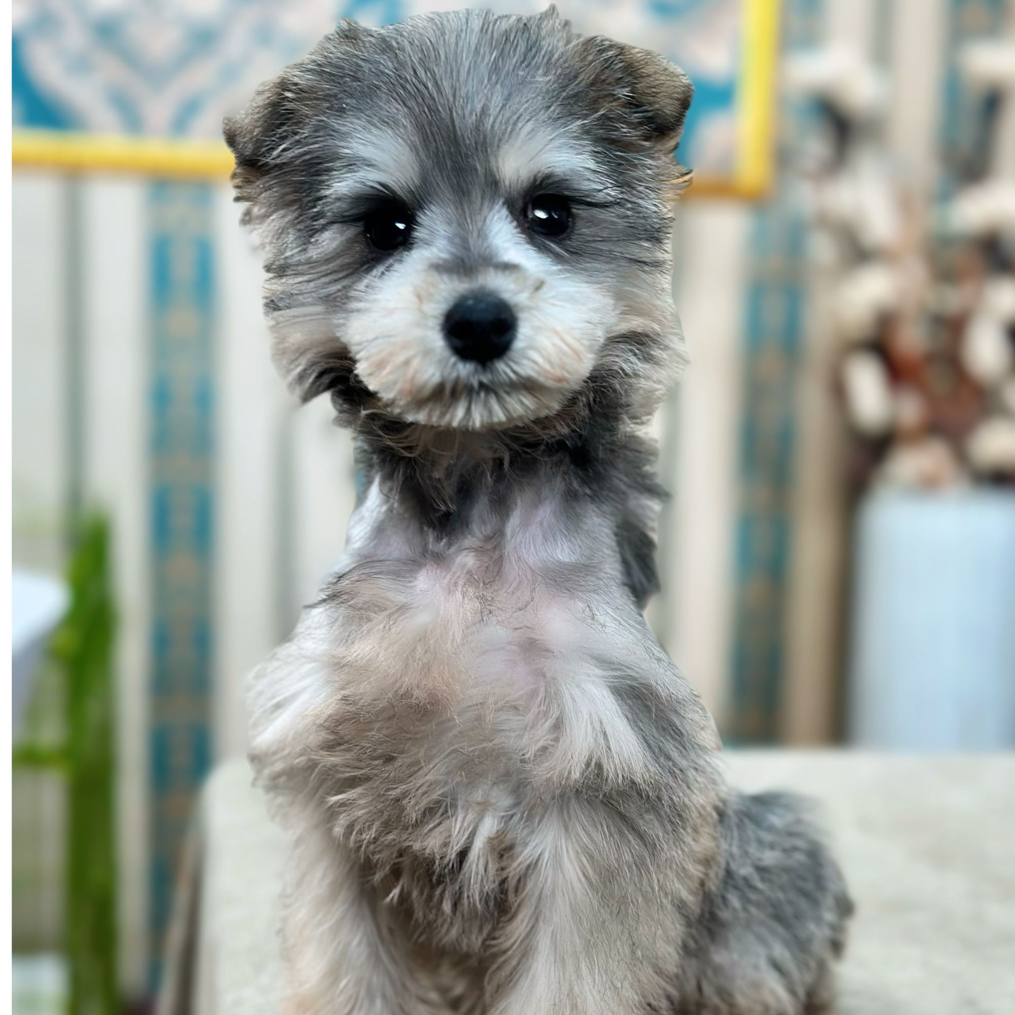 海鹏家梦幻雪纳瑞弟弟