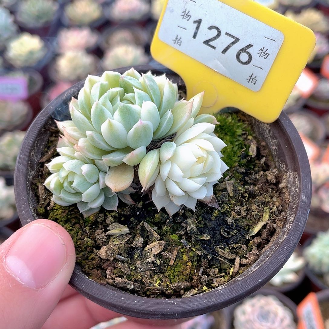 香草月影锦群1276个