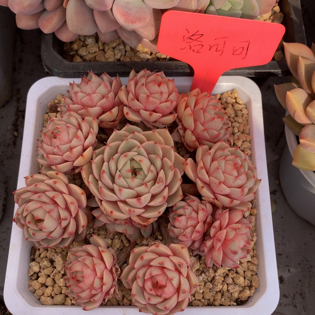 笨巴727277272277