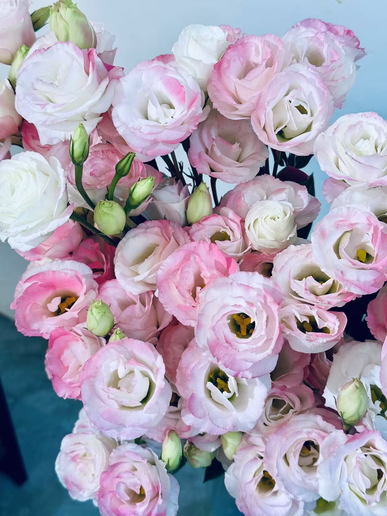 悦己洋桔梗一束----以直播间实物为准