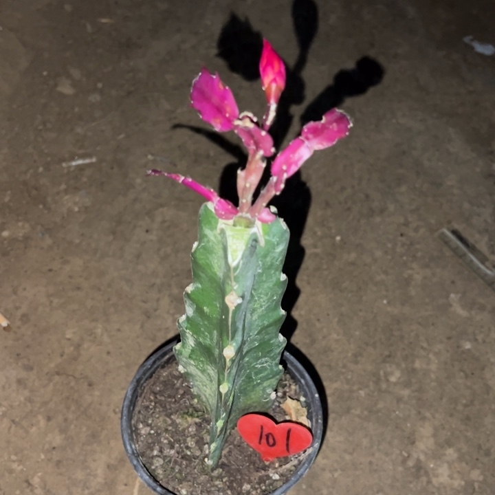 猫***肩当前无花栽培后可以开花078  101