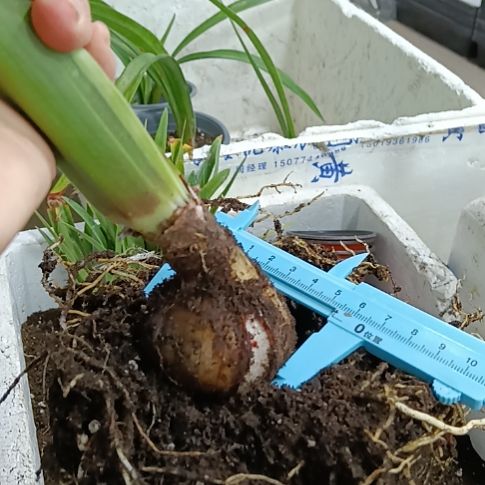 无花朵孤宝5+丑球