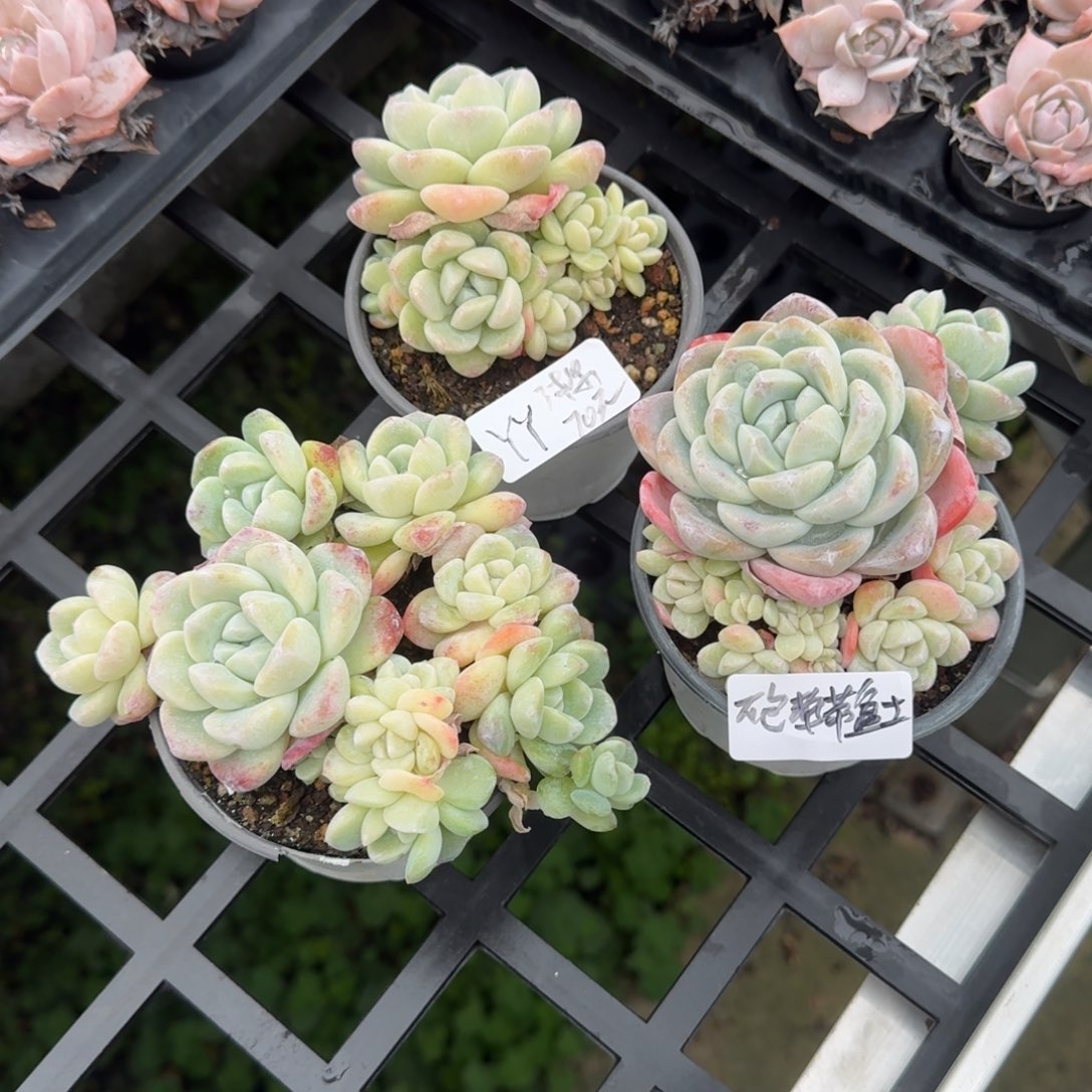 丫*YY冰玉3棵带盆土发货不包整