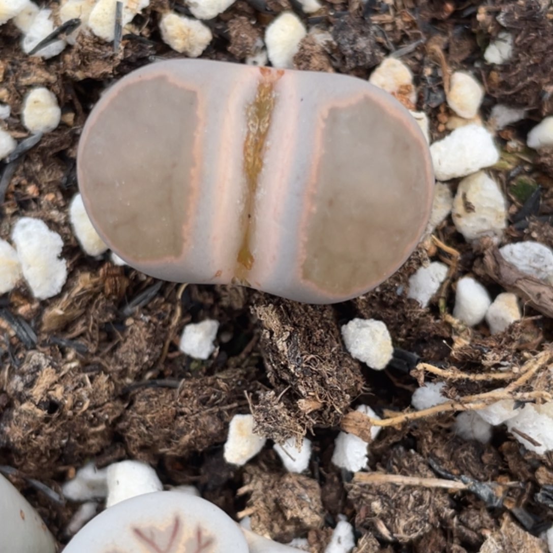 非偏远满20包邮677