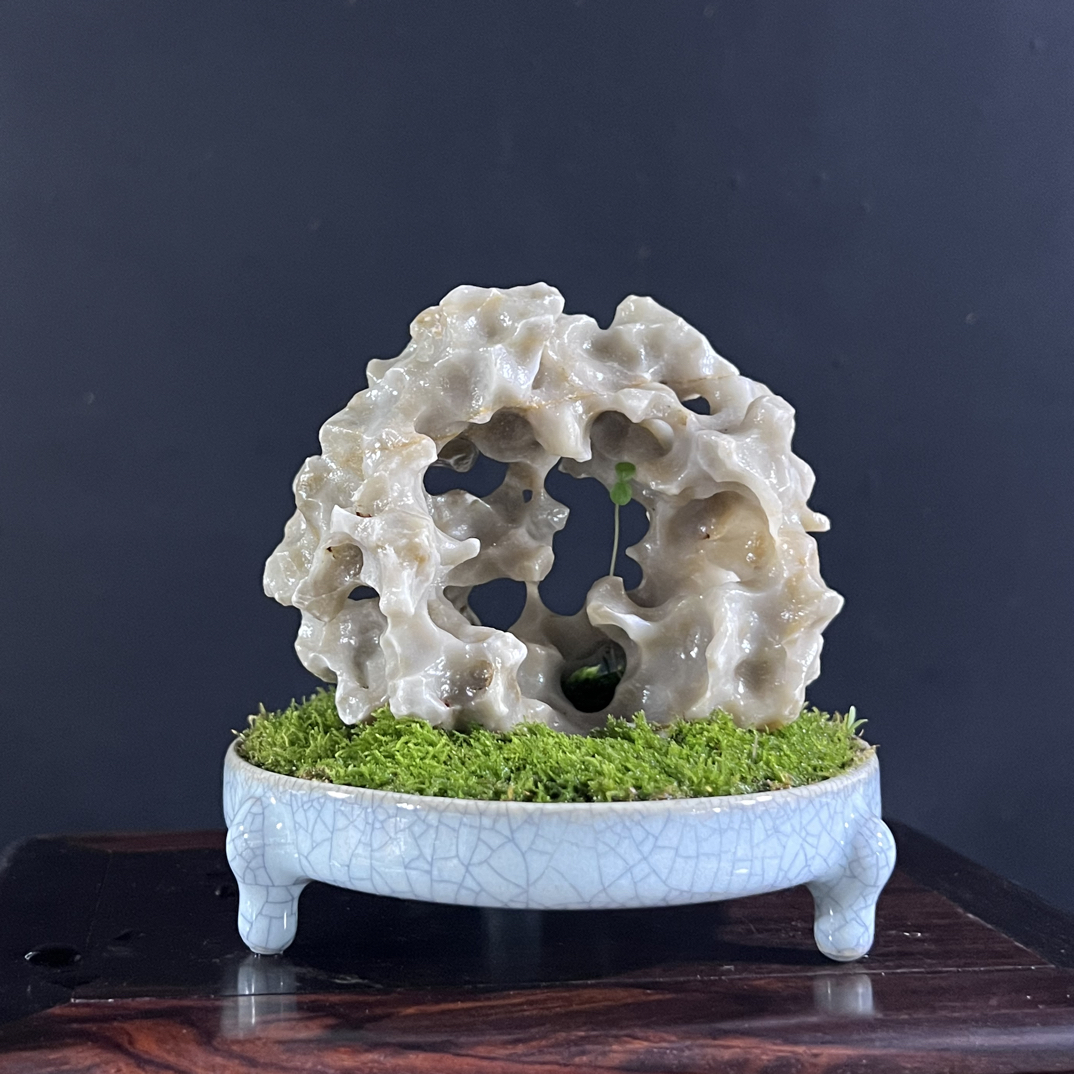 盆景，苔藓，陶瓷盆，与玲珑石，盆口11，高度11