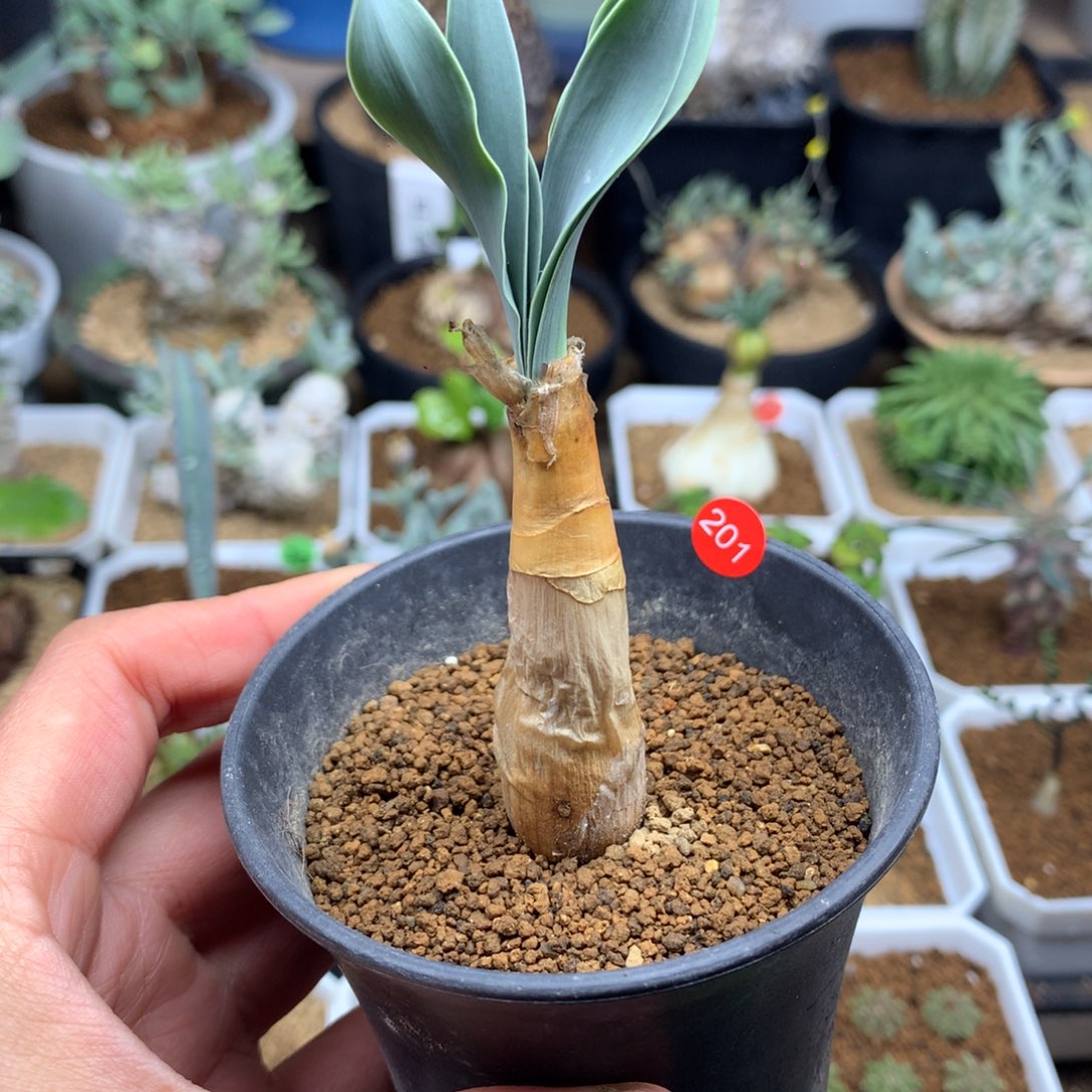 产地巨凤之卵带盆1.5cm
