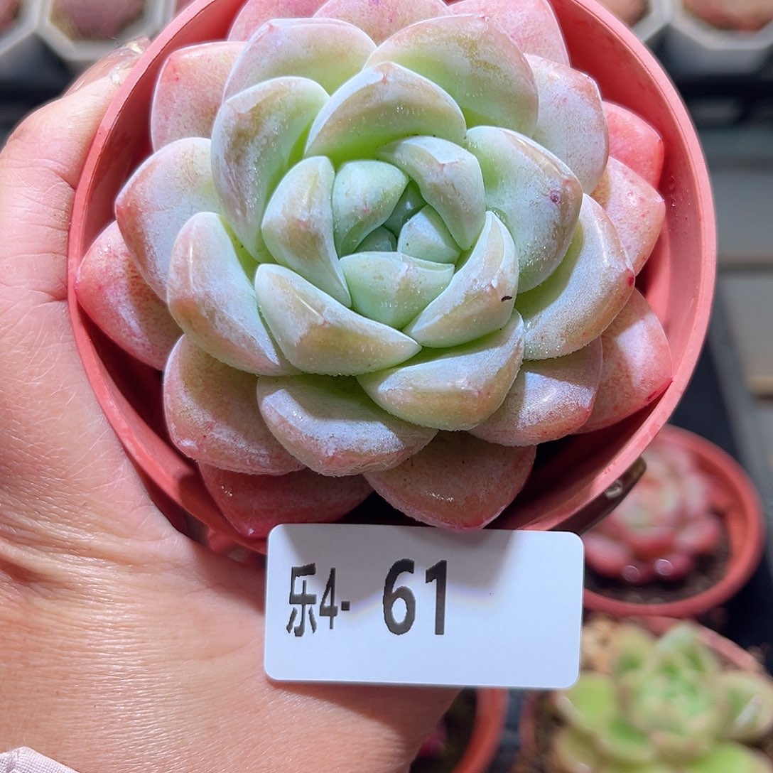 乐4-61 冰玉单头