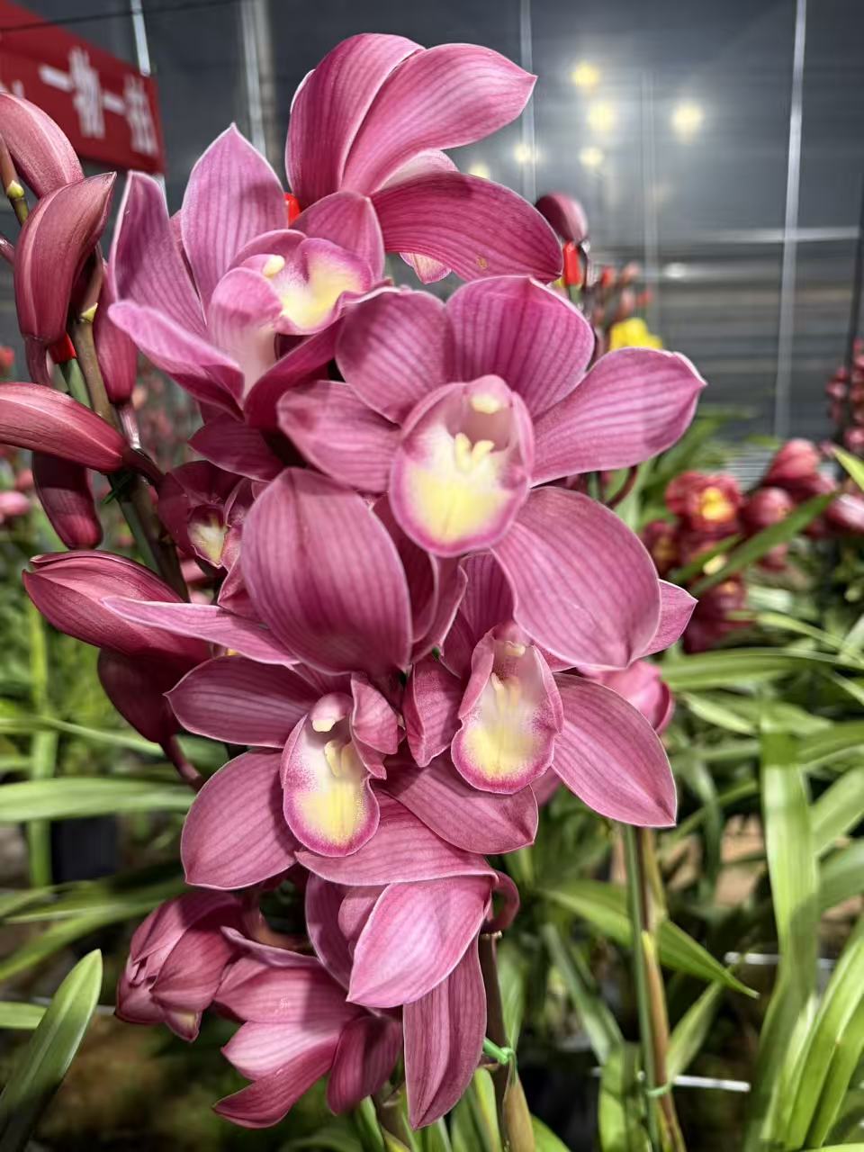 念兰花卉-粉黛】粉紫色惠兰稀有款云南花卉基地直发