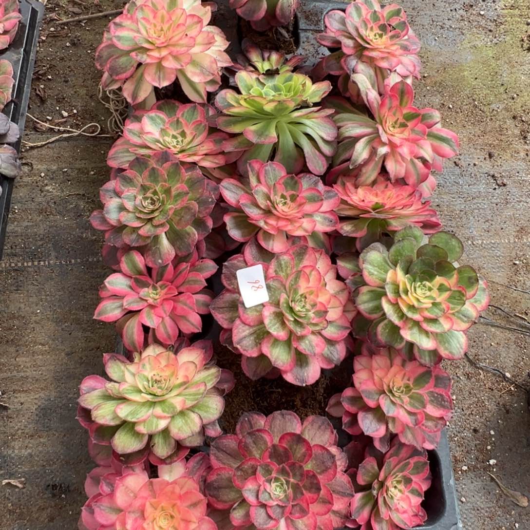 86一盘多肉多肉多肉多肉