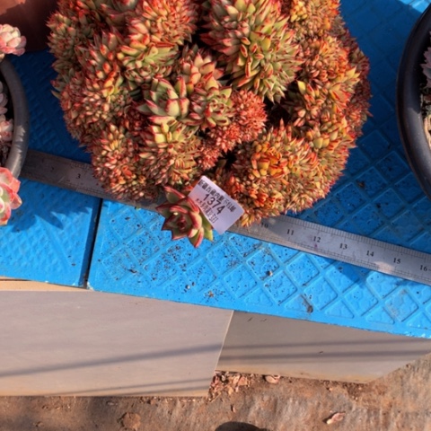 饭****饭1374乌木缀化