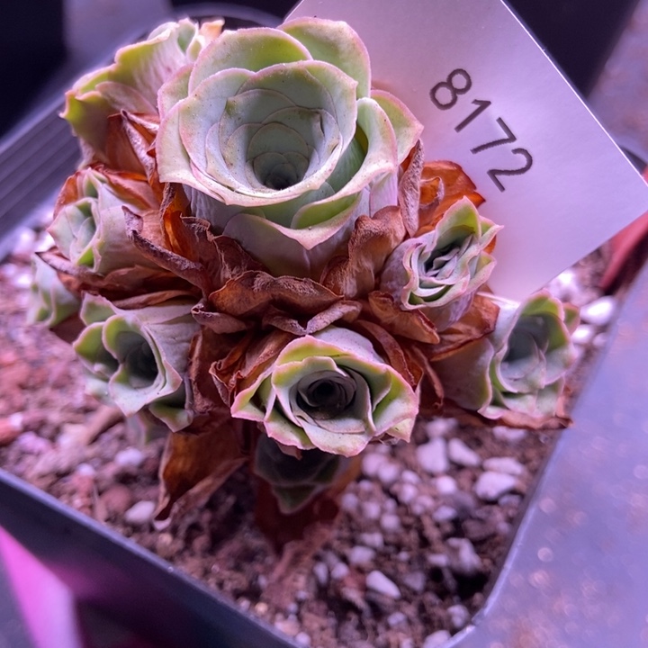 @***:8172山地玫瑰花群