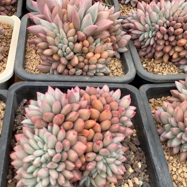 精品桃花源缀化多肉植物两单包邮