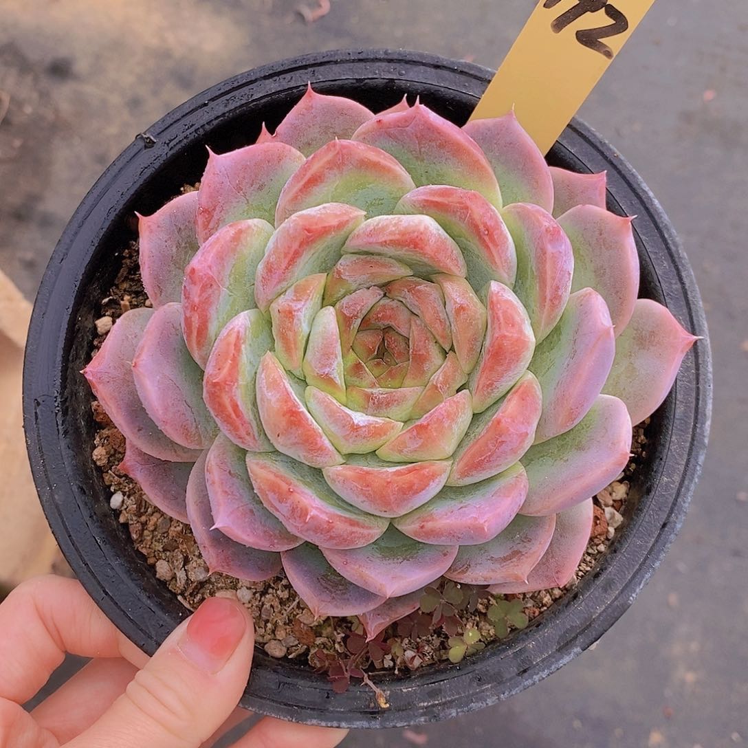 192多肉植物老桩