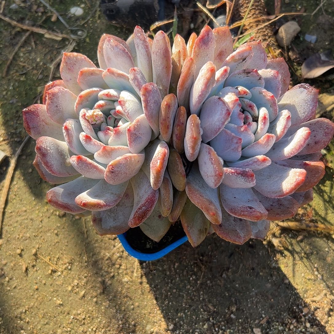 多肉植物橙梦露群