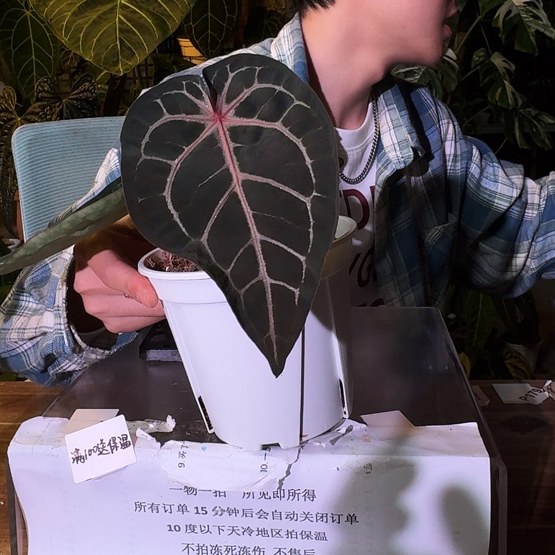 不开花植物B23nse杂撕裂纹
