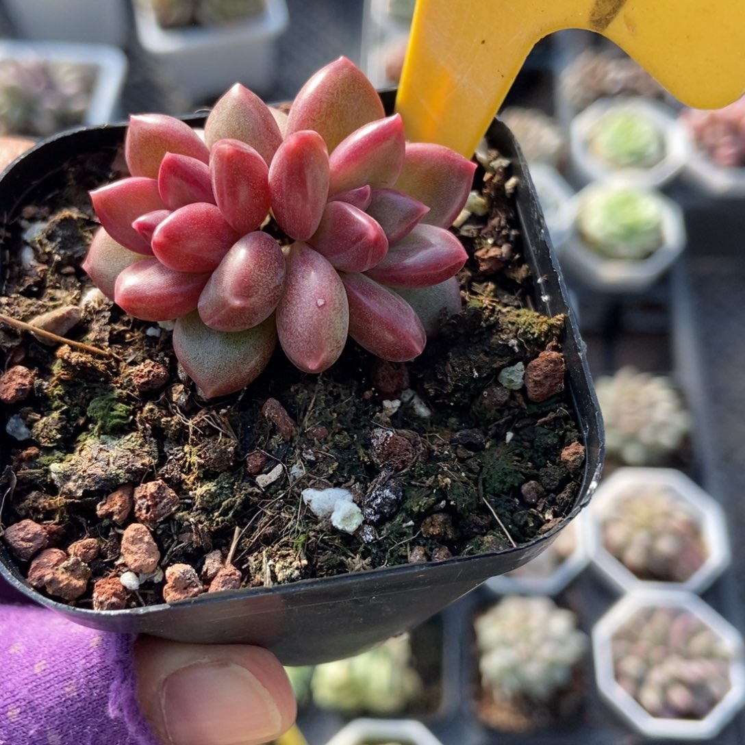 6127迷雾泡泡多肉植物