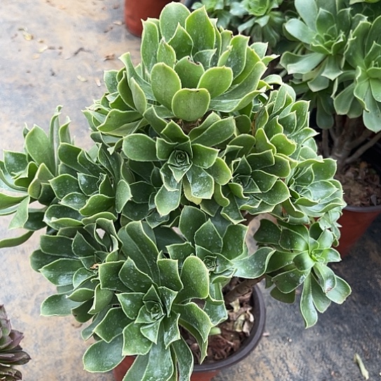 多肉植物香附45号