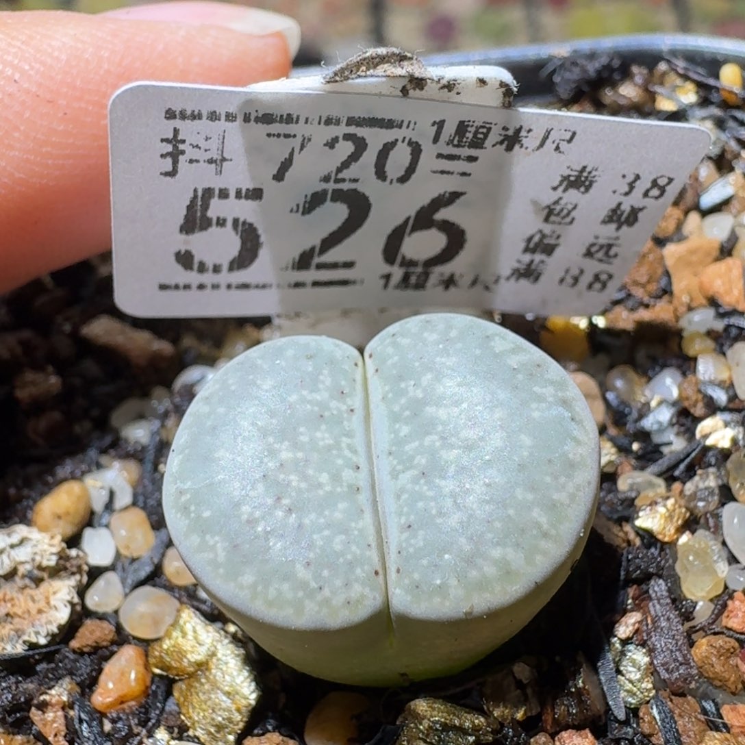 Sss清仓大放送526