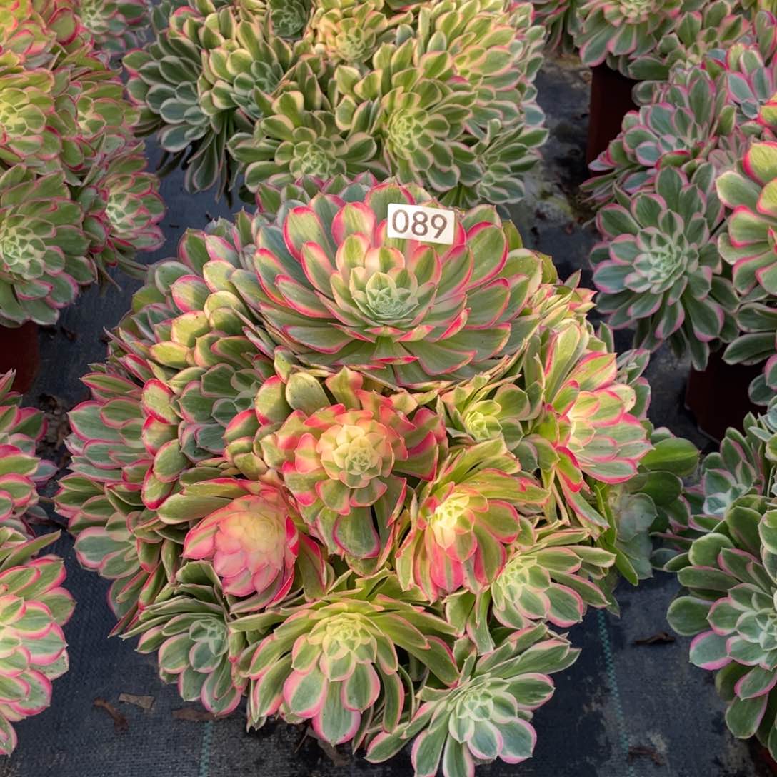 孔雀翎老桩子法师锦