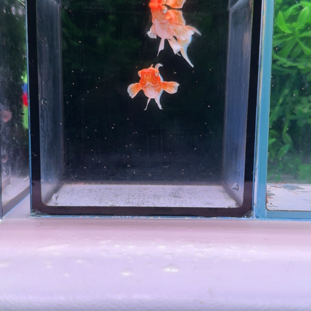 黑玛丽鱼801号玛丽2条