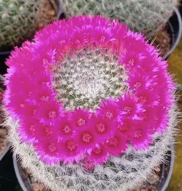 【玉翁】仙人球盆栽桌摆皮实好活美观办公花卉绿植净化空气除甲醛