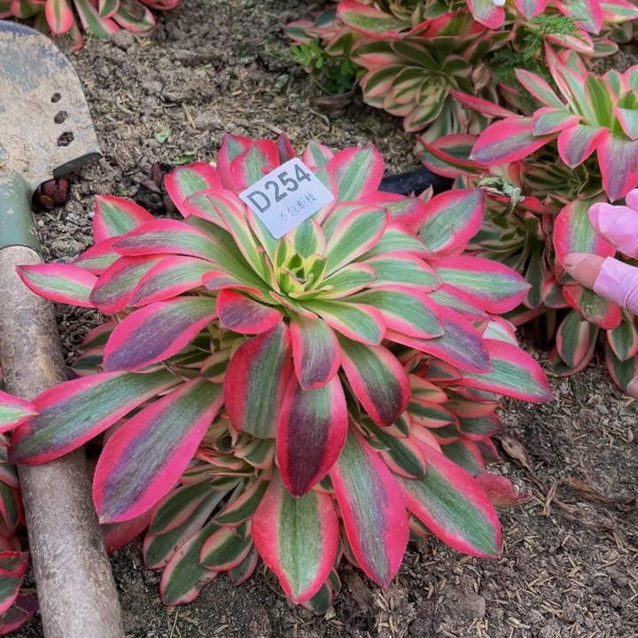 254粉女巫量多肉法师不包断枝