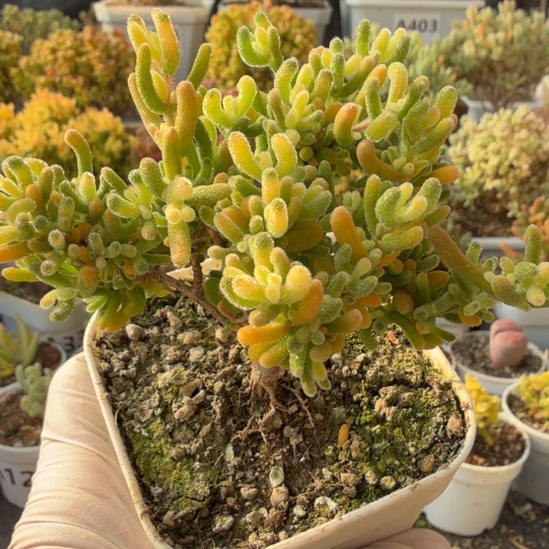 M***）A280钻石锦下播福利