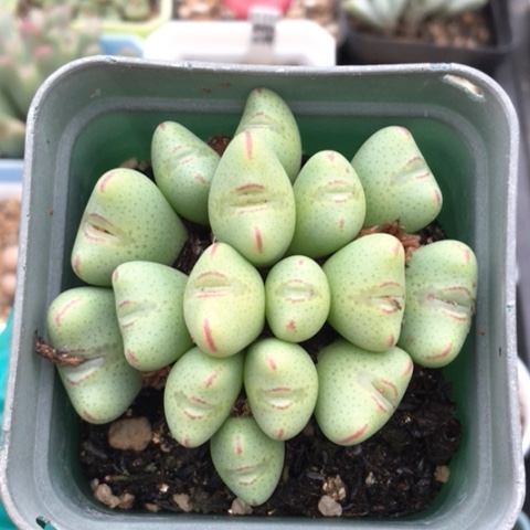 多肉肉锥 16头 元宝口笛