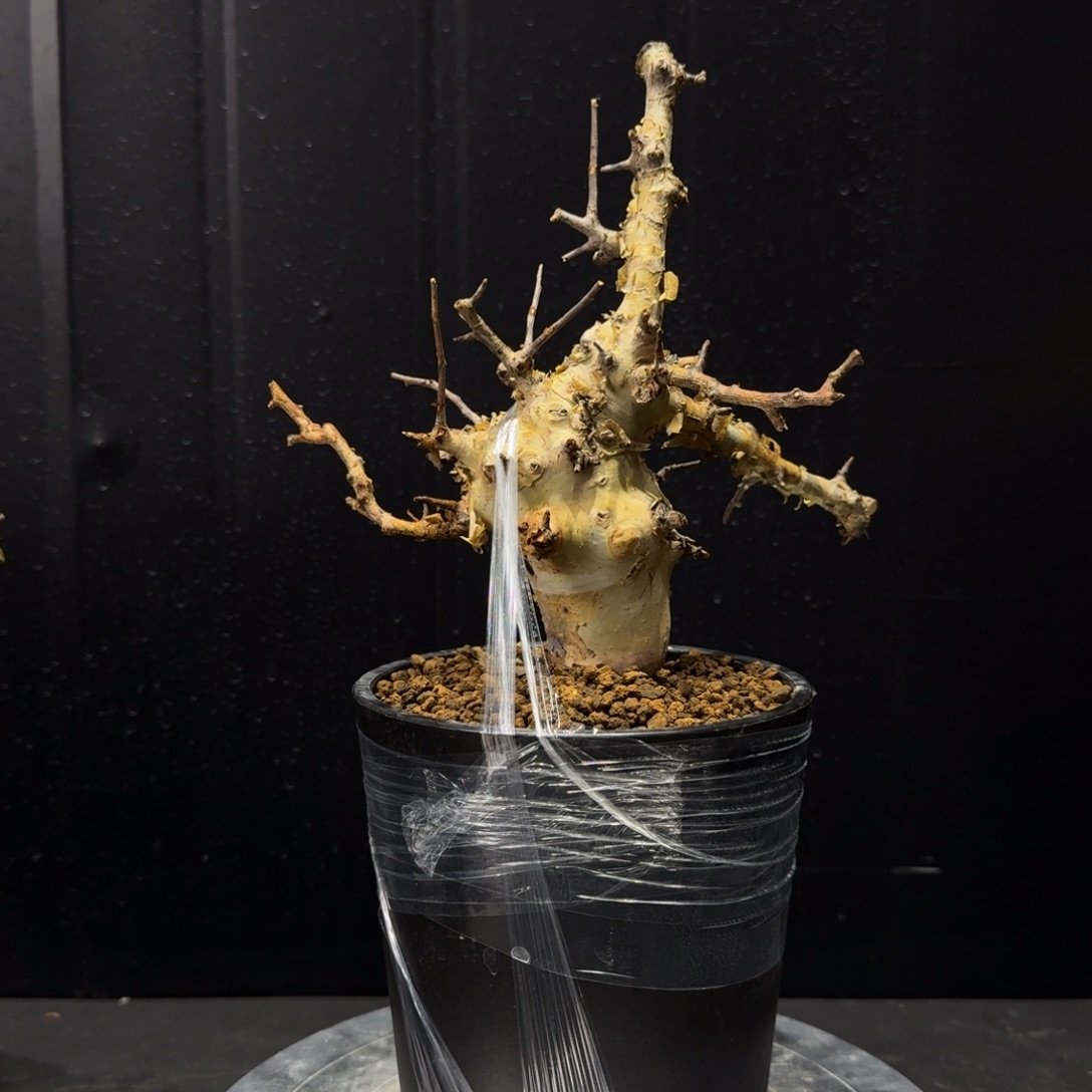 J***u马萨比特可包货损