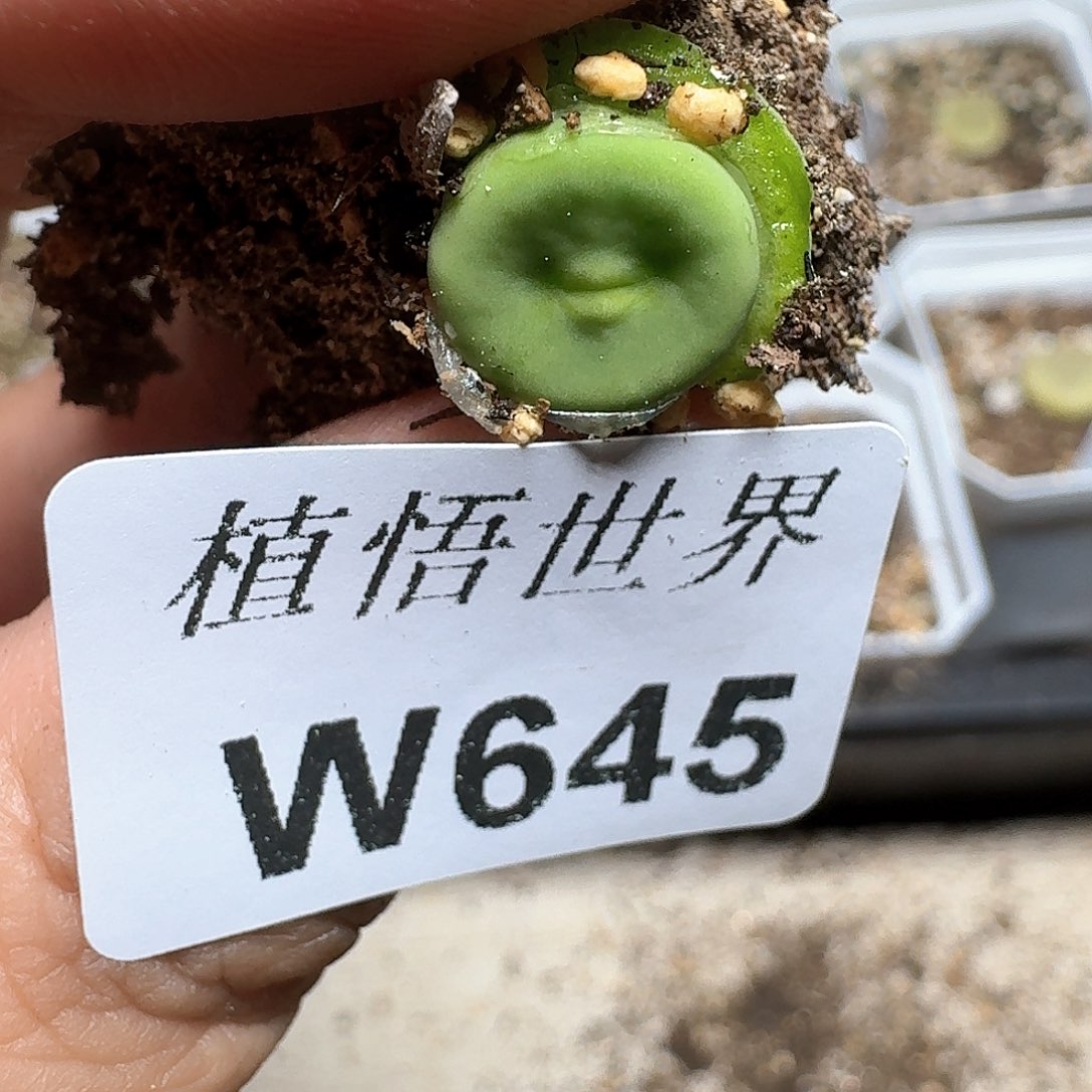 645盒多肉植物哇f f