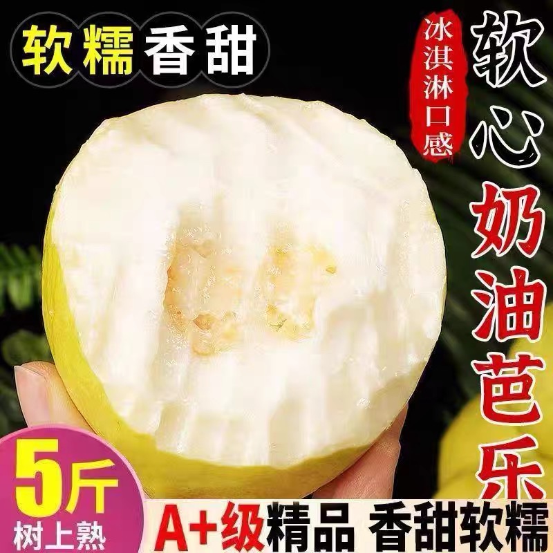 精品特大老树果芭乐核心产区软芭乐树熟奶油冰激淋水果番石榴软糯