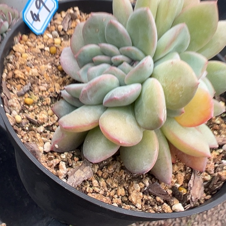 青****一物一拍泡芙多肉49